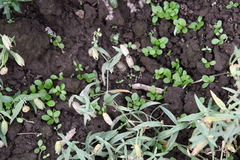 Silene procumbens