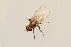 Coenosiinae