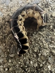 Phengodes plumosa