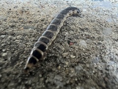 Phengodes plumosa