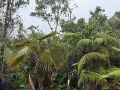 Pritchardia minor