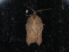 Acleris emargana