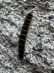 Phengodes plumosa