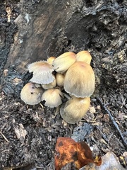 Coprinellus micaceus