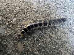 Phengodes plumosa