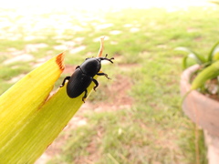 Scyphophorus acupunctatus