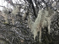 Usnea articulata