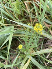 Erysimum cheiranthoides