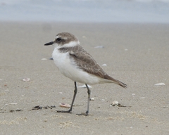 Charadrius alexandrinus