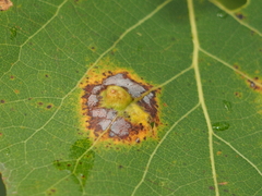 Harmandiola tremulae