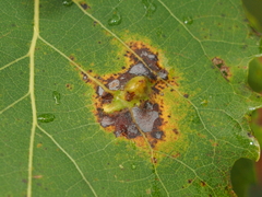 Harmandiola tremulae