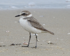 Charadrius alexandrinus
