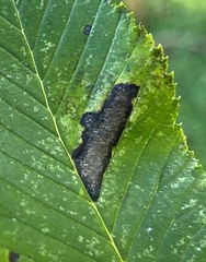 Pterygota