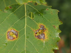 Harmandiola tremulae