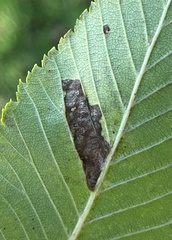 Pterygota