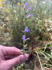 Lobelia