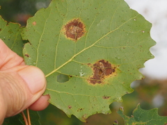 Harmandiola tremulae