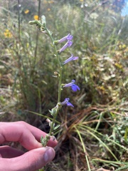 Lobelia