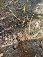 Schoenoplectus americanus