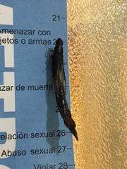 Atractocerus brasiliensis