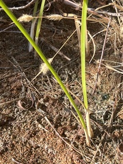 Schoenoplectus americanus