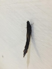 Atractocerus brasiliensis
