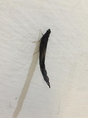 Atractocerus brasiliensis