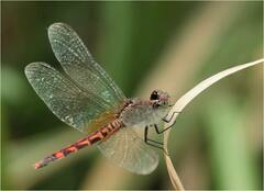 Erythrodiplax fervida