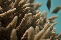 Acropora