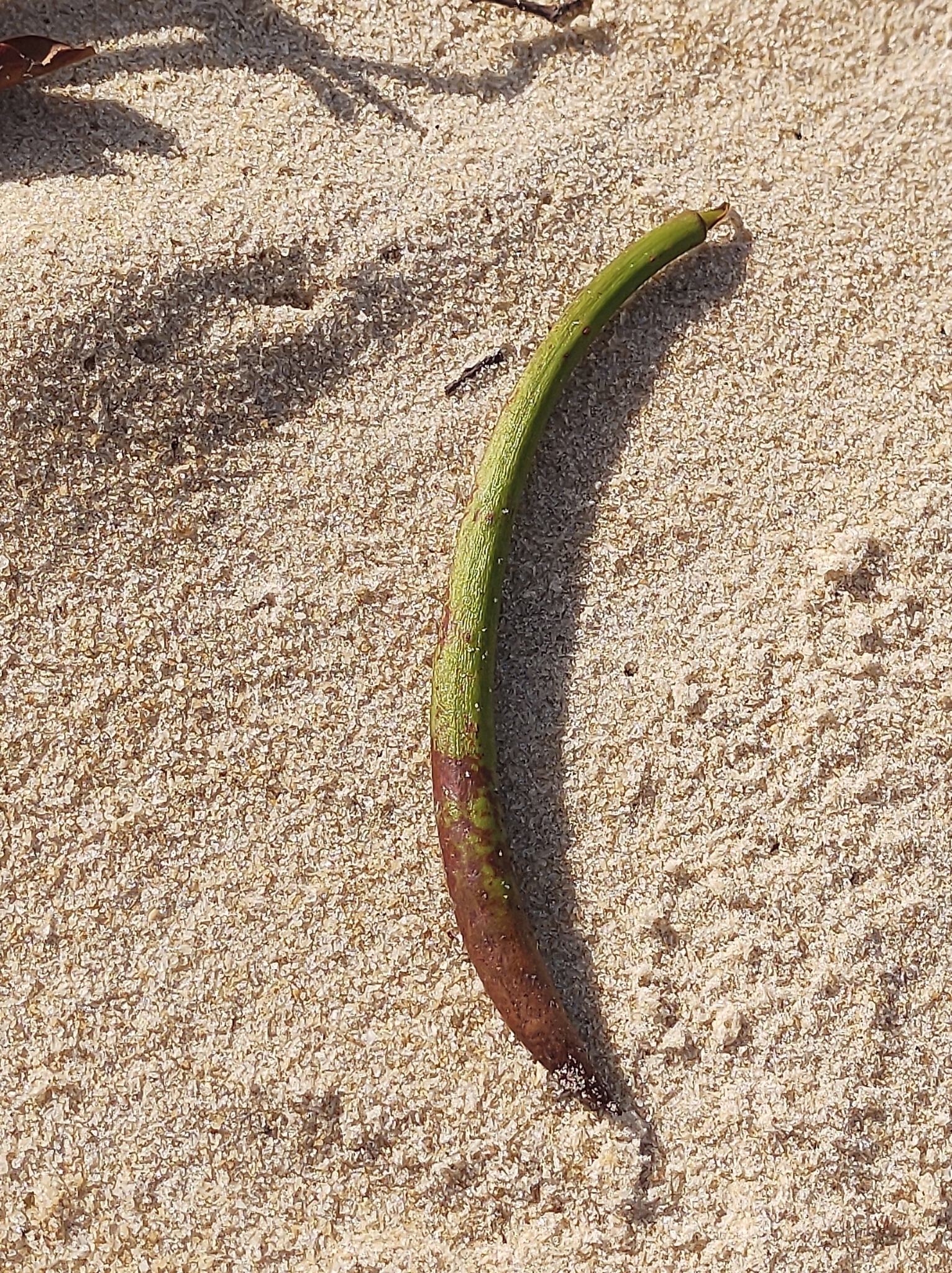 Rhizophora mangle