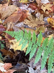Dryopteris intermedia