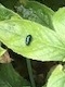 Plagiodera versicolora