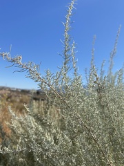 Artemisia filifolia