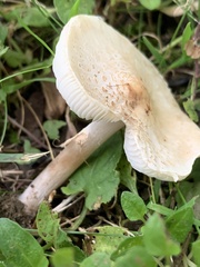 Clitocybe dealbata