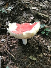 Russula