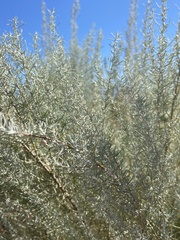 Artemisia filifolia