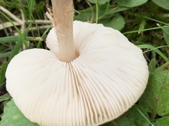 Clitocybe dealbata