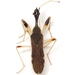 Long-necked Seed Bug - Photo (c) Mike Quinn, Austin, TX, some rights reserved (CC BY-NC), uploaded by Mike Quinn, Austin, TX