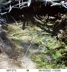 Coluber constrictor mormon