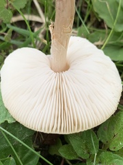 Clitocybe dealbata