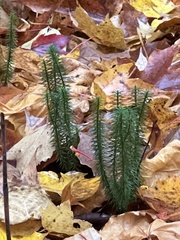 Lycopodiaceae