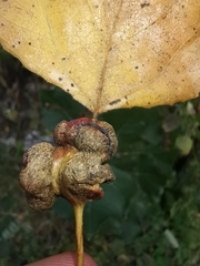 Pemphigus spyrothecae