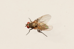 Coenosiinae