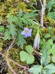 Tripterospermum lanceolatum