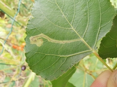 Stigmella trimaculella