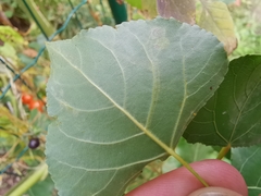 Stigmella trimaculella