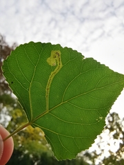 Stigmella trimaculella