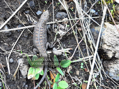 Sceloporus aeneus