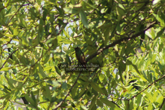 Saucerottia beryllina