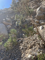Peucephyllum schottii